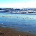写真: 渚の浜千鳥