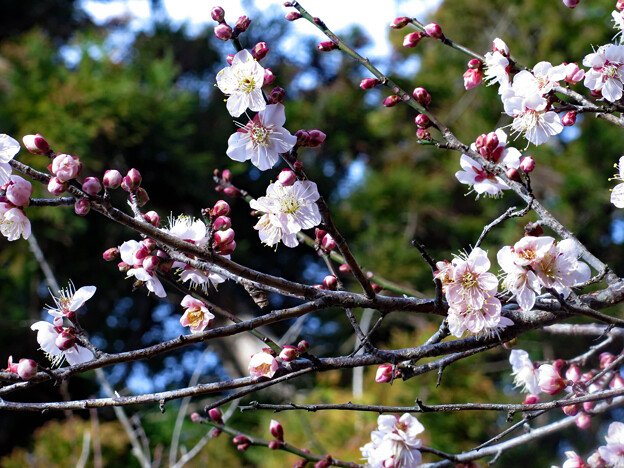 写真: 梅の花