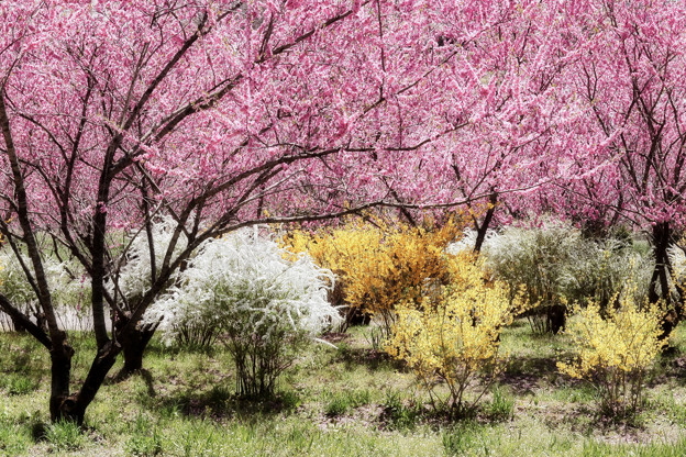 写真: 春の園
