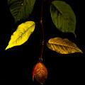 写真: 光る葉