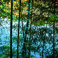 写真: 秋の竹林