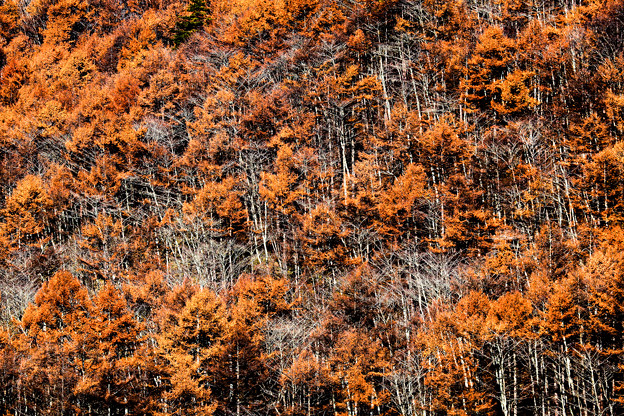写真: 晩秋の木々