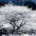 Photos: 白い樹木