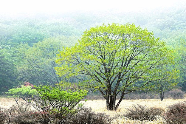 Photos: 朝の緑樹
