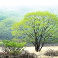 Photos: 朝の緑樹