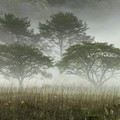写真: 霧景色