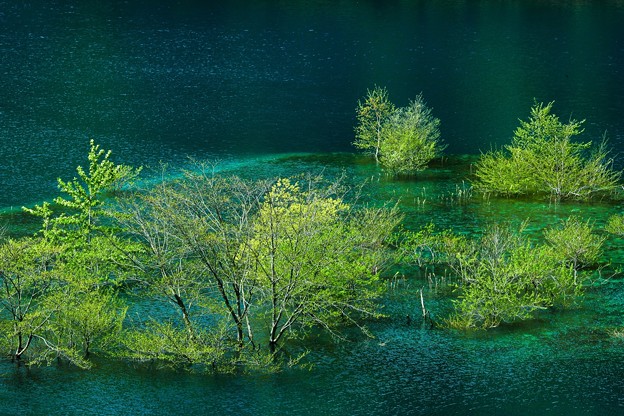 湖上の木々