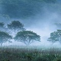 霧湧く高原