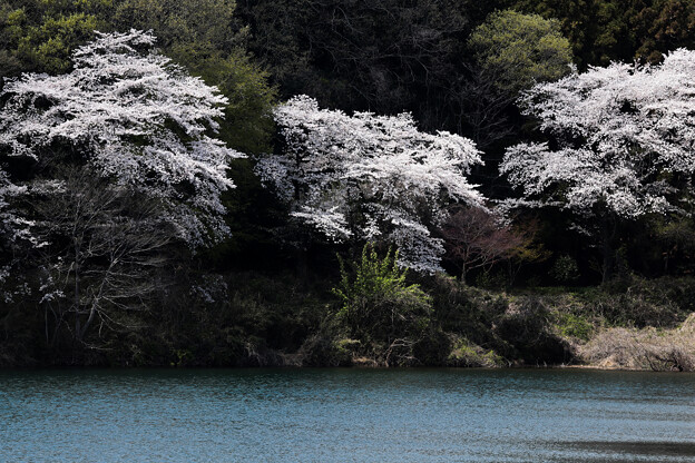 写真: 竹沼の桜