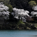 竹沼の桜