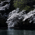 写真: 湖畔の桜