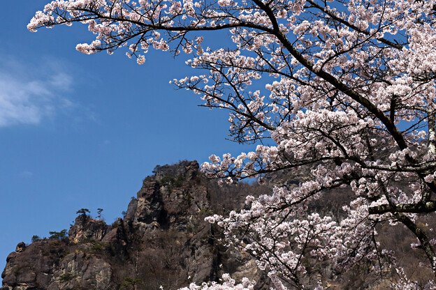 妙義山の桜