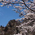 写真: 妙義山の桜