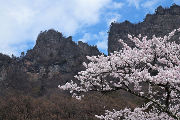 妙義山の桜2