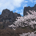 写真: 妙義山の桜2