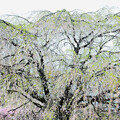 写真: 葉桜の樹木