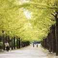 写真: あづま総合運動公園のイチョウ並木