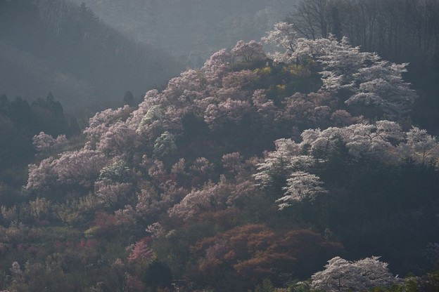 写真: 朝日に霞む花の山