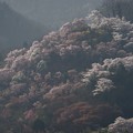 写真: 朝日に霞む花の山