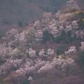 写真: 花見山に春が来た