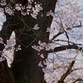 諏訪山の桜A
