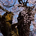 写真: 諏訪山の桜B