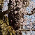 写真: 諏訪山の桜C