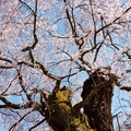 諏訪山の桜D
