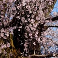 写真: 諏訪山の桜E