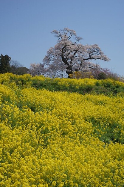 写真: 塩ノ崎の大桜