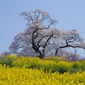 写真: 大桜