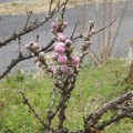 写真: ３月２５日゜花桃の蕾」