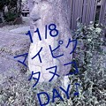 Photos: 11/8マイピクタヌコ＆アマビエ様DAY♪開催