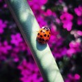 写真: Ladybug