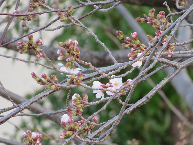 写真: 桜開花2