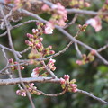 写真: 桜開花1
