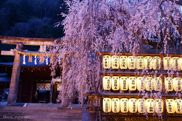 写真: 大石桜ライトアップ♪