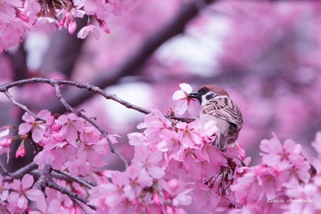 写真: スズメだって春が　好き！