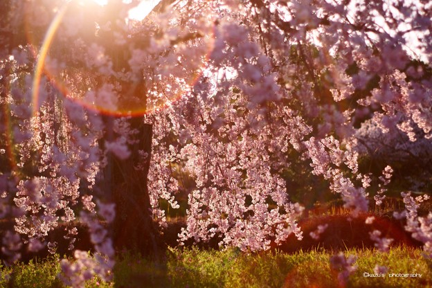 Photos: 夕暮れ時の枝垂れ桜♪