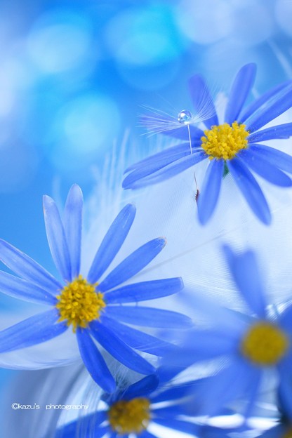 Photos: タンポポ綿毛と青い花♪