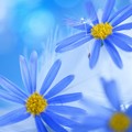 Photos: タンポポ綿毛と青い花♪