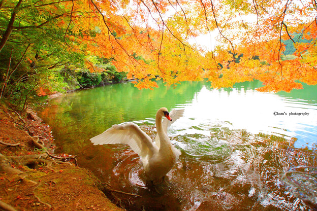 Photos: 白鳥の湖♪