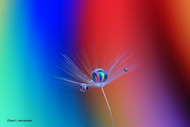 写真: Colorful drops