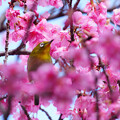 写真: 桜の園で♪