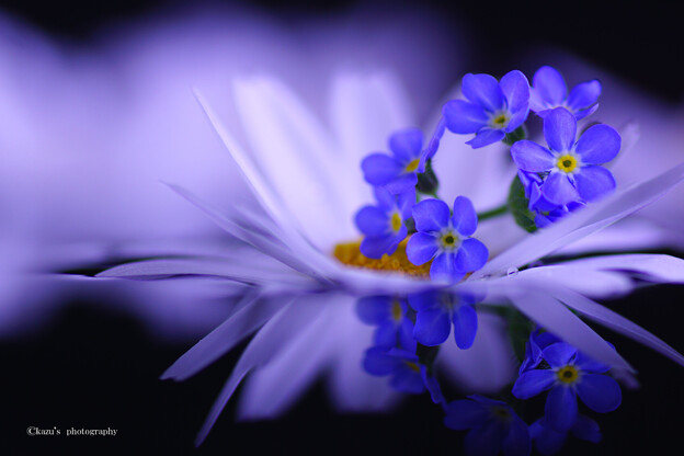 写真: 青い花♪