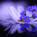 写真: 青い花♪