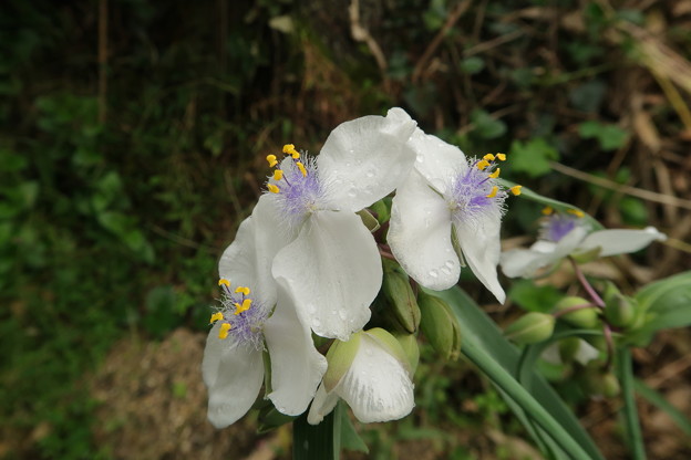 ムラサキツユクサの白花種