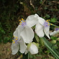 写真: ムラサキツユクサの白花種
