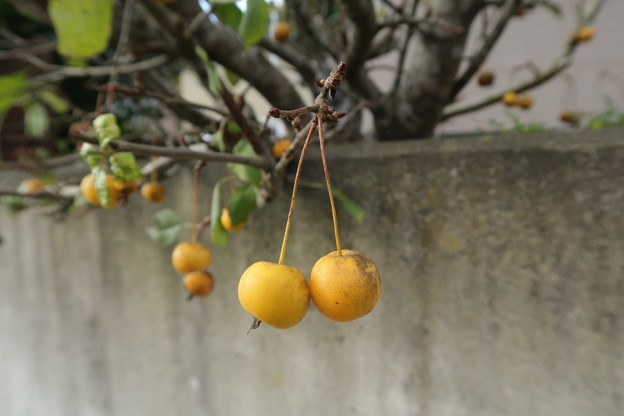 写真: ヒメリンゴ (バラ科）