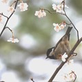 写真: 豆桜とヒガラ